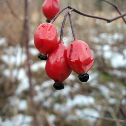 Alteya Organics - Bio Rosehip Oil 