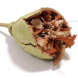 Alteya Organics - Bio Baobab Olie 