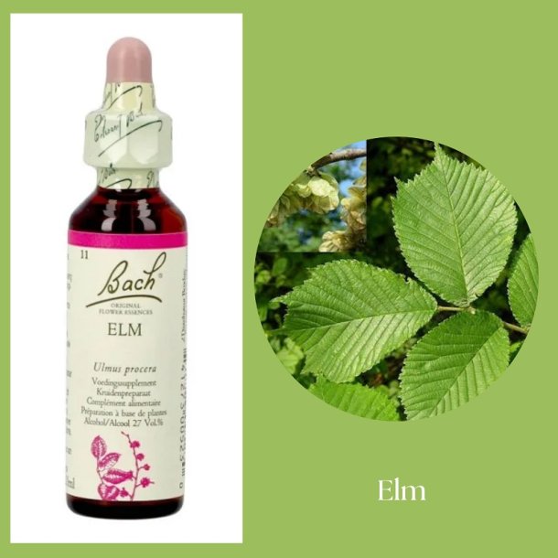 Bach� ORIGINAL FLOWER REMEDIES - Ulme (ELM) 27% Alkohol - 20 ml