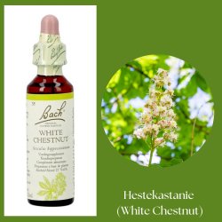 Bach� ORIGINAL FLOWER REMEDIES - Rosskastanie (White Chestnut) 27% Alkohol - 20 ml