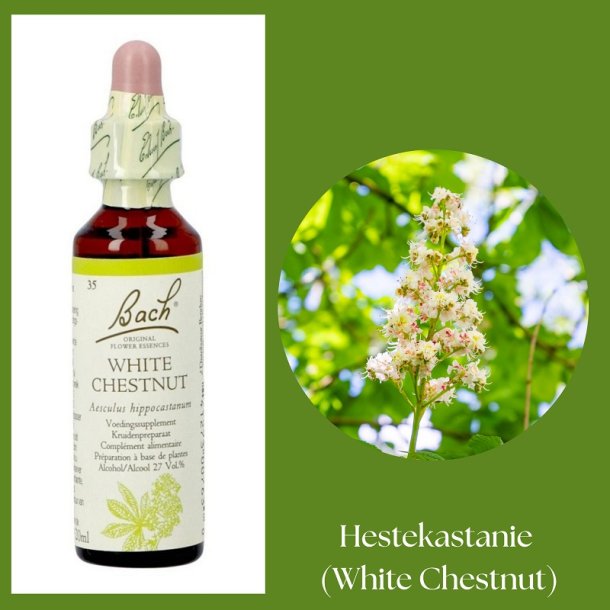 Bach� ORIGINAL FLOWER REMEDIES - Rosskastanie (White Chestnut) 27% Alkohol - 20 ml