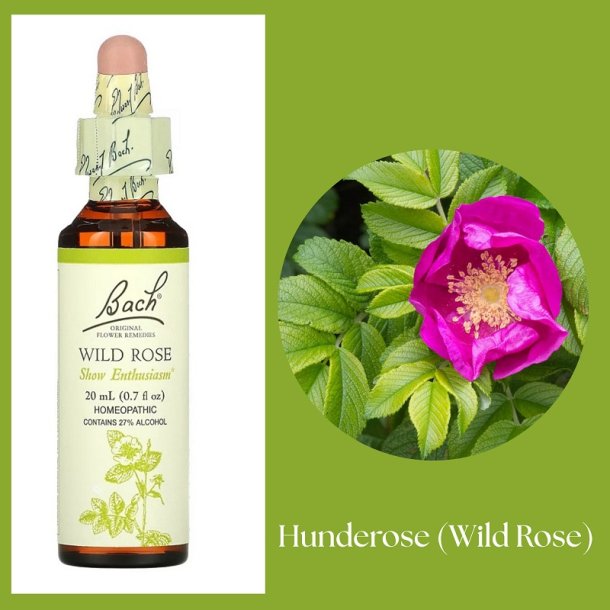 Bach� ORIGINAL FLOWER REMEDIES - Hundsrose (Wild Rose) 27% Alkohol - 20 ml