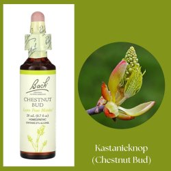 Bach� ORIGINAL FLOWER REMEDIES - Kastanienknospe (Chestnut Bud) 27% Alkohol - 20 ml