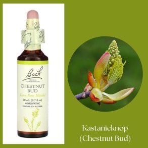 Bach� ORIGINAL FLOWER REMEDIES - Kastanienknospe (Chestnut Bud) 27% Alkohol - 20 ml