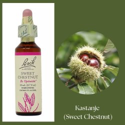 Bach� ORIGINAL FLOWER REMEDIES - Echte Kastanie (Sweet Chestnut) 27% Alkohol - 20 ml