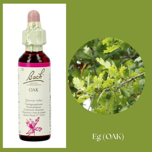 Bach� ORIGINAL FLOWER REMEDIES - Eiche (OAK) 27% Alkohol - 20 ml