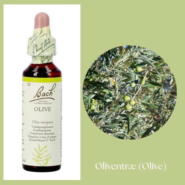 Bach� ORIGINAL FLOWER REMEDIES - Olivenbaum (Olive) 27% Alkohol - 20 ml