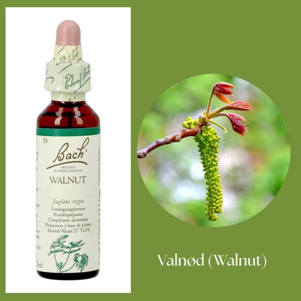 Bach� ORIGINAL FLOWER REMEDIES - Nussbaum (Walnut) 27% Alkohol - 20 ml