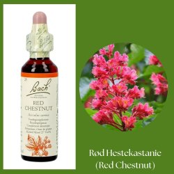 Bach� ORIGINAL FLOWER REMEDIES - Rote Rosskastanie (Red Chestnut) 27% Alkohol - 20 ml