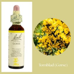 Bach� ORIGINAL FLOWER REMEDIES - Taggblad (Gorse) 27% alkohol - 20 ml