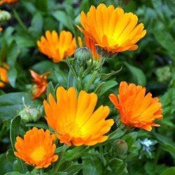 Alteya Organics - Bio Calendula Oil