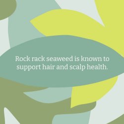 FAITH -IN- NATURE - Shampoo - Seaweed &amp; Citrus