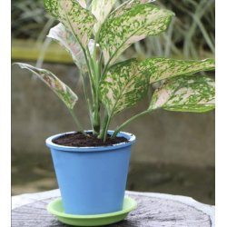 FAIR ZONE - 6-pak genanvendelig Urtepotter - naturgummi