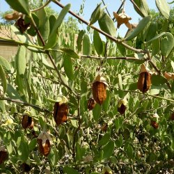 Alteya Organics - Bio Jojoba Carrier oil 