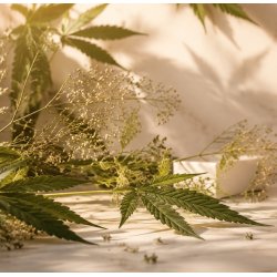LABNATUR - Facial Serum CBD 
