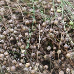 Nyborggaard - Organic Flax - package deal