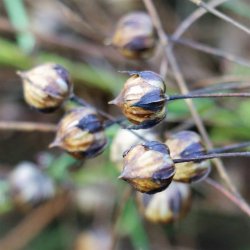 Nyborggaard - Organic Flax - package deal