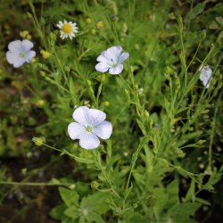 Nyborggaard - Organic Flax - package deal