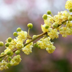 Alteya Organics - Bio May Chang Oil