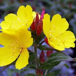 Alteya Organics - Bio Evening Primrose oil 