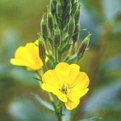 Alteya Organics - Bio Evening Primrose oil 