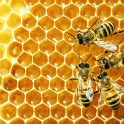 Alteya Organics - Organic Yellow Beeswax