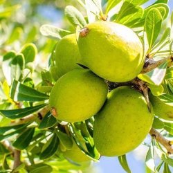 Alteya Organics - Bio Argan Oil