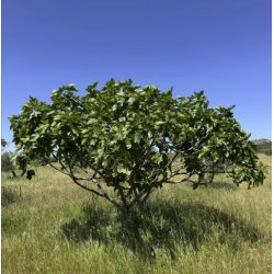 biogan - kologiske baby figner