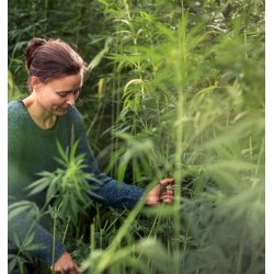 Bornholmerhampen - Biodynamiskt nordiskt rtte - Reishi Divine