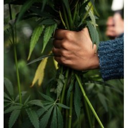 Bornholmerhampen - Biodynamiskt nordiskt rtte - Reishi Divine