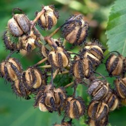 Alteya Organics - Bio Castor Oil