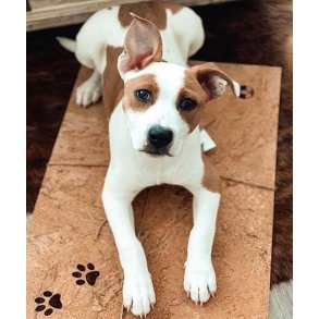 CORC YOGA - Dog & cat mat made of organic cork
