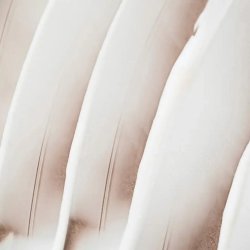 endro Cosmtiques - Bio face cream - Nourishing