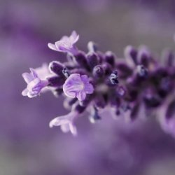 endro Cosm�tiques - BIO firming body cream