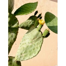 GreenEtiq Denmark - Bio Anti-Age Eye Contour Cream