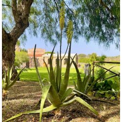 GreenEtiq Denmark - Bio 98% Pure Aloe Vera Gel