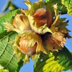 Alteya Organics - Bio Hazelnut Oil