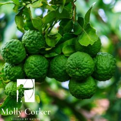 Molly Corker - Natural deodorant stick - Bergamot | Clary Sage - Navigator