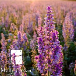 Molly Corker - Natural deodorant stick - Bergamot | Clary Sage - Navigator