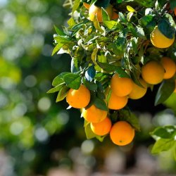 Molly Corker - Natural deodorant stick - Lime | Pine |Orange - Tracker 