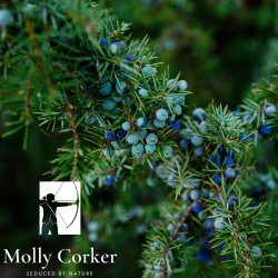 Molly Corker - Natural deodorant stick - Juniper | Bergamot |Pine - Pioneer