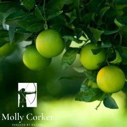 Molly Corker - Natural deodorant stick - Lime | Pine | Rosemary - Hunter