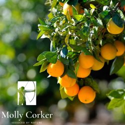 Molly Corker - Natural deodorant stick - Bergamot | Orange - Explorer