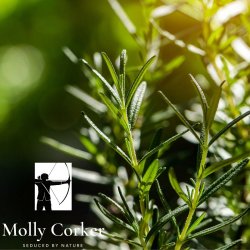 Molly Corker - Natural deodorant stick - Lime | Pine | Rosemary - Hunter