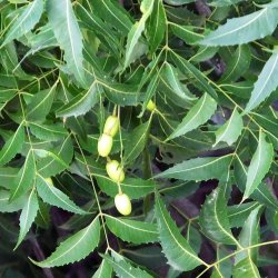 Alteya Organics - Bio Neem Oil