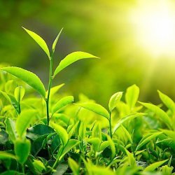 Alteya Organics - Bio Neem Oil