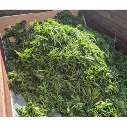 NORDIC HERBAL TEA - N2 - RELAX HEMP TEA 