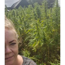 NORDIC HERBAL TEA - N3 - LEMON VERBENA HEMP TEA