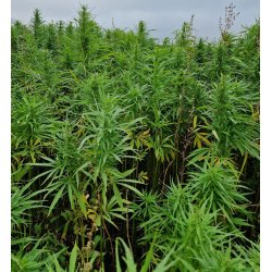 NORDIC HERBAL TEA - N1 - 100% HEMP TEA