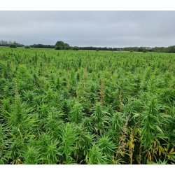 NORDIC HERBAL TEA - N1 - 100% HEMP TEA